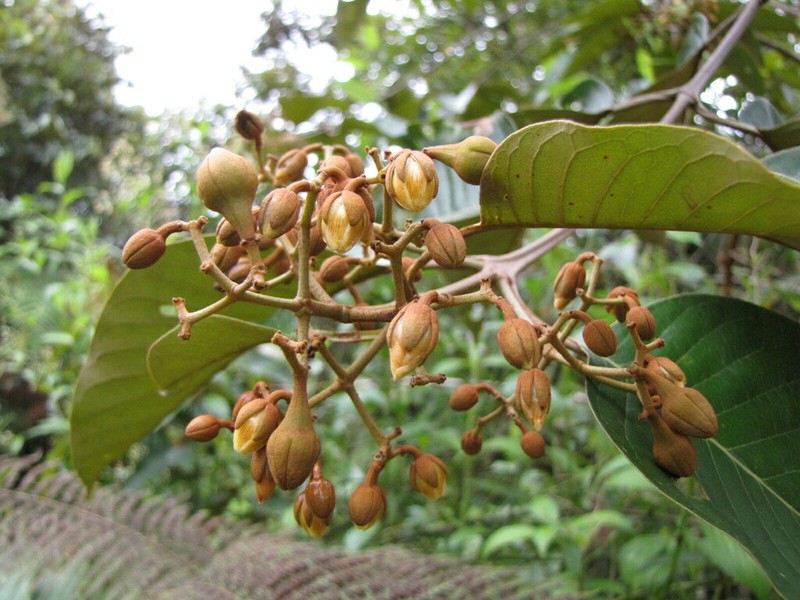 Vismia tomentosa