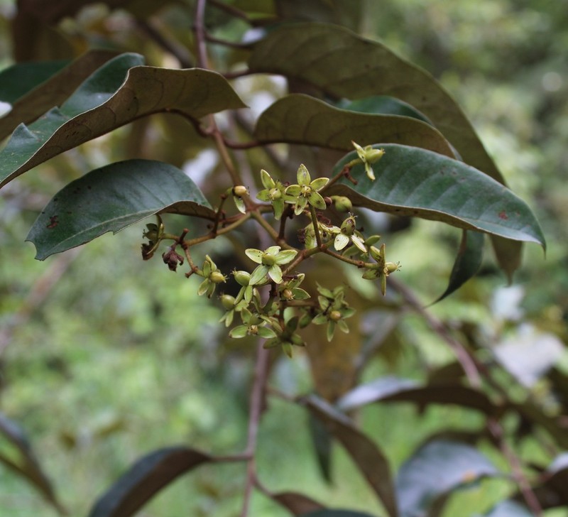 Vismia tomentosa photo 4