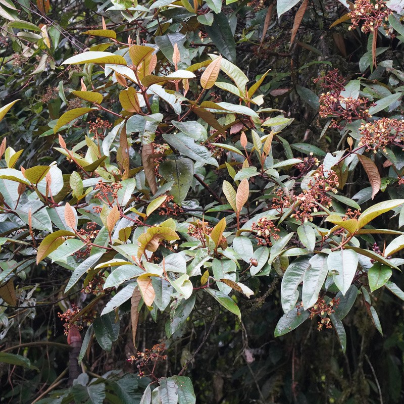 Vismia tomentosa photo 5