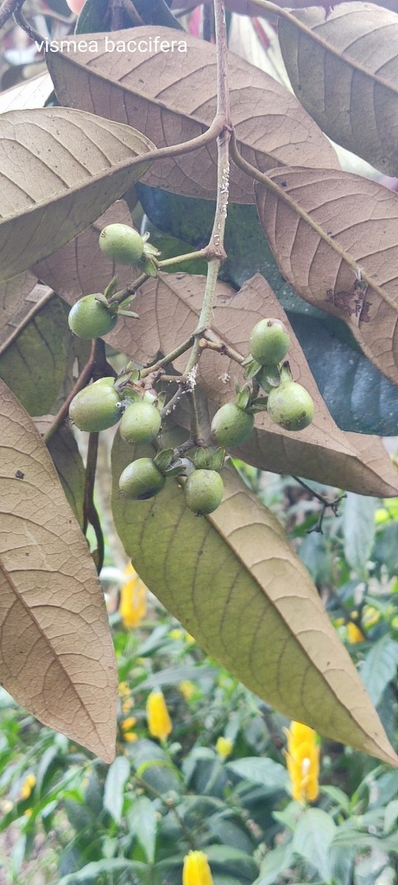 Vismia tomentosa photo 8