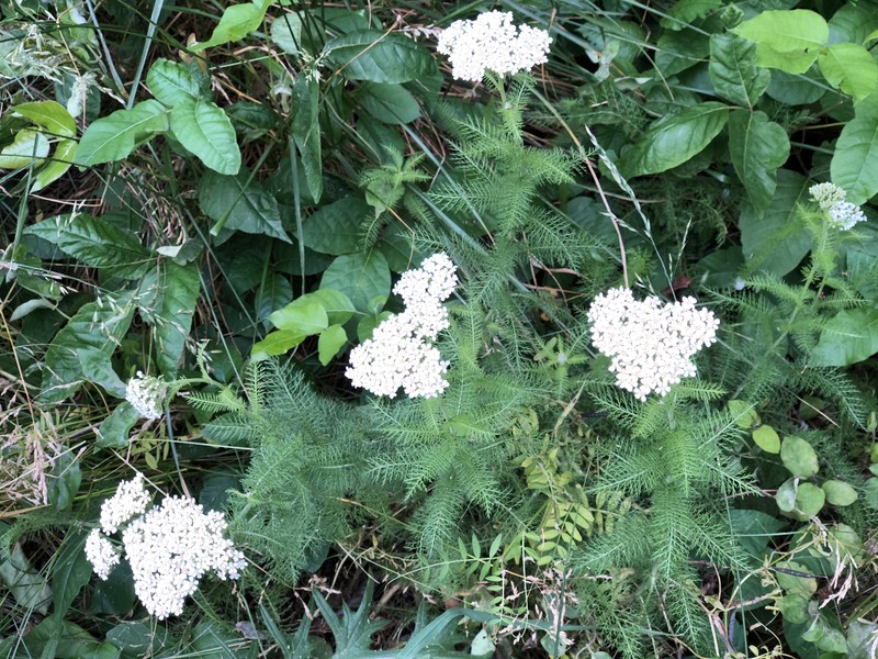 Toothpickweed photo 8