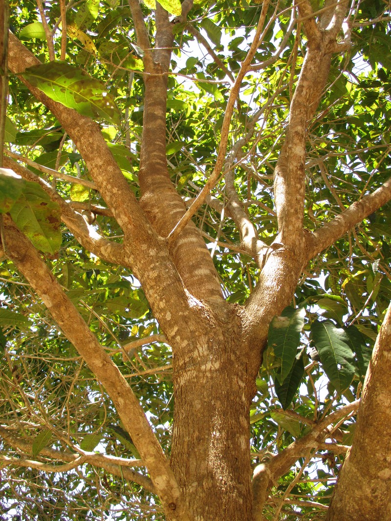 New Guinea Teak photo 2
