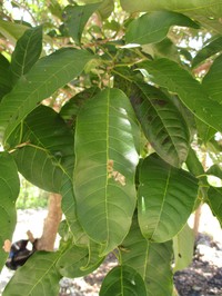 New Guinea Teak