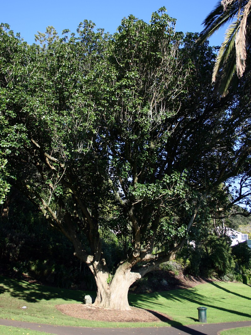 Smooth Chastetree photo 2
