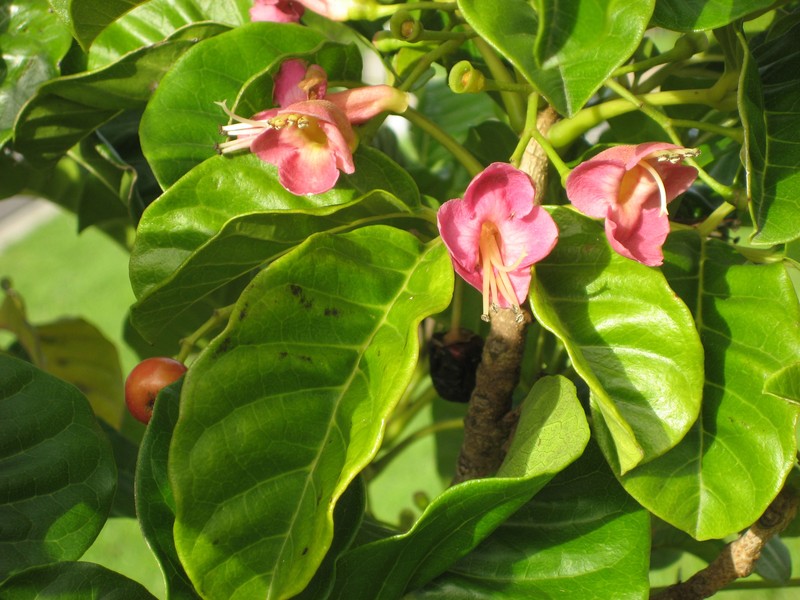 Smooth Chastetree photo 3