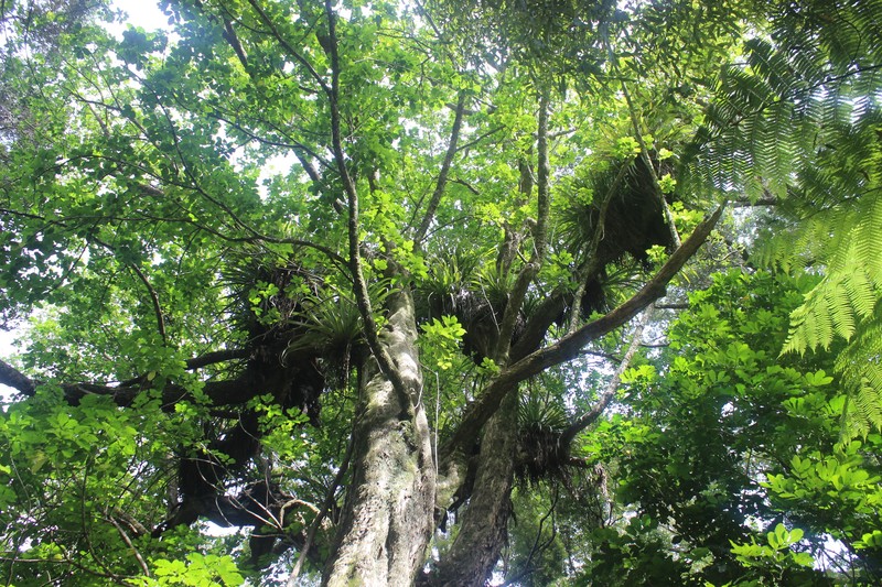 Smooth Chastetree photo 4