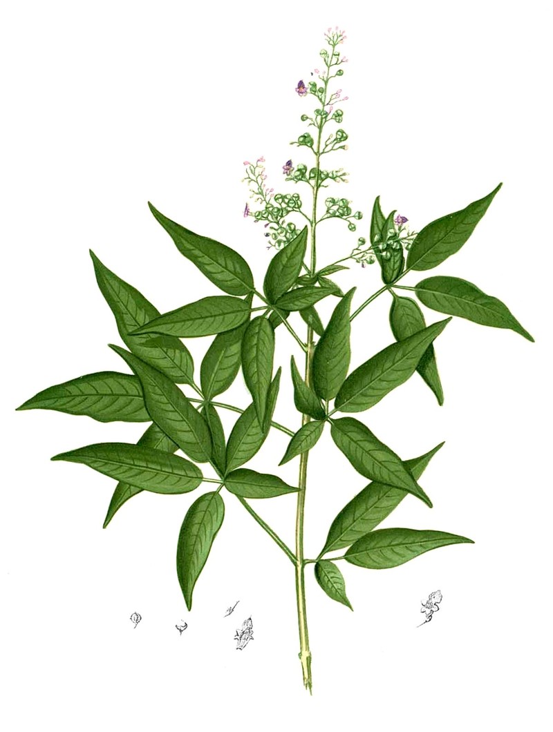 Chinese Chastetree photo 2