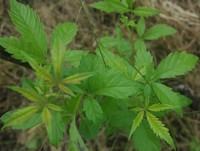 Chinese Chastetree