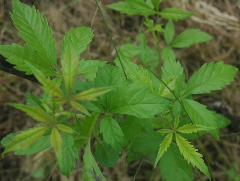 Chinese Chastetree