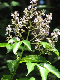 Smallflower Chastetree
