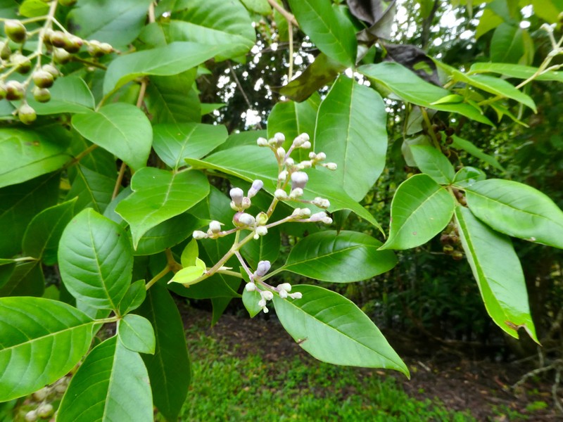 Simpleleaf Chastetree photo 4