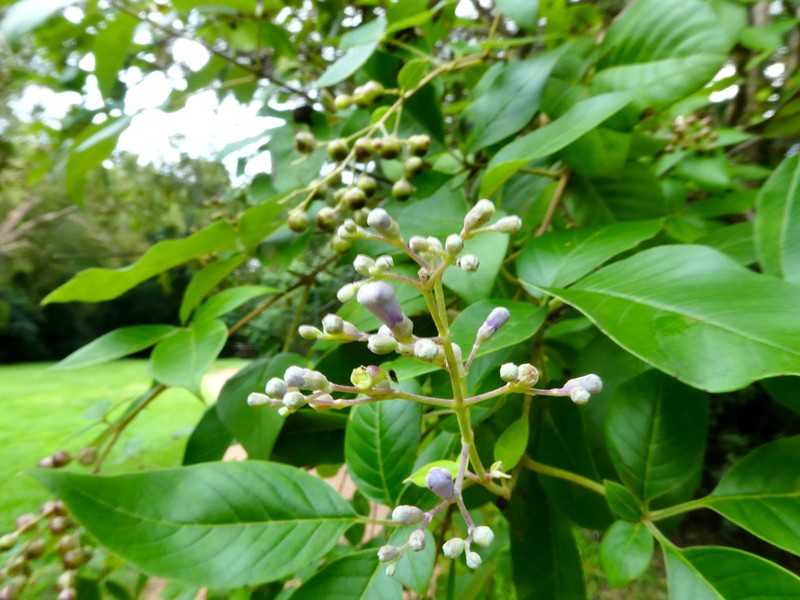 Simpleleaf Chastetree photo 5