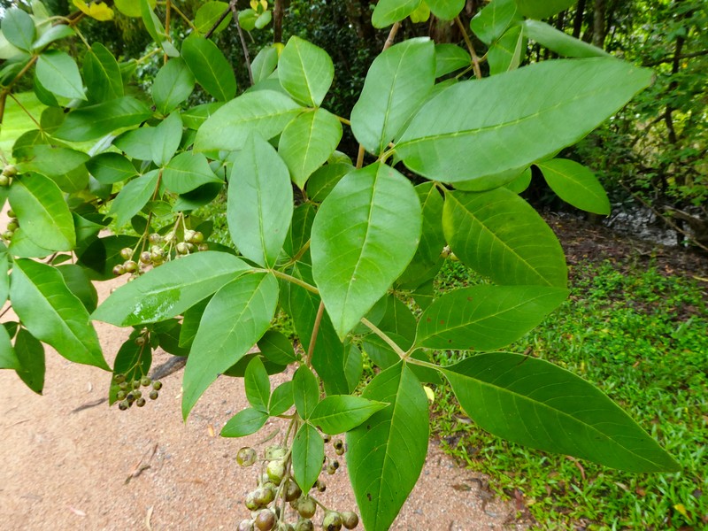 Simpleleaf Chastetree photo 6