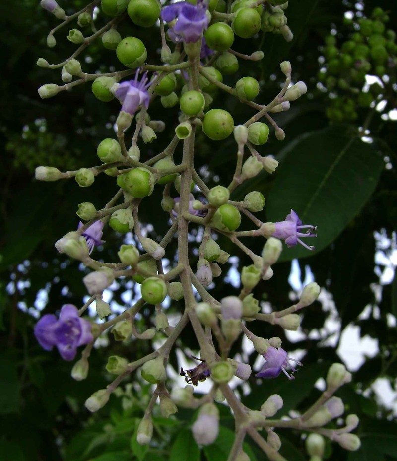 Simpleleaf Chastetree