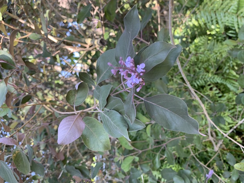 Simpleleaf Chastetree photo 3