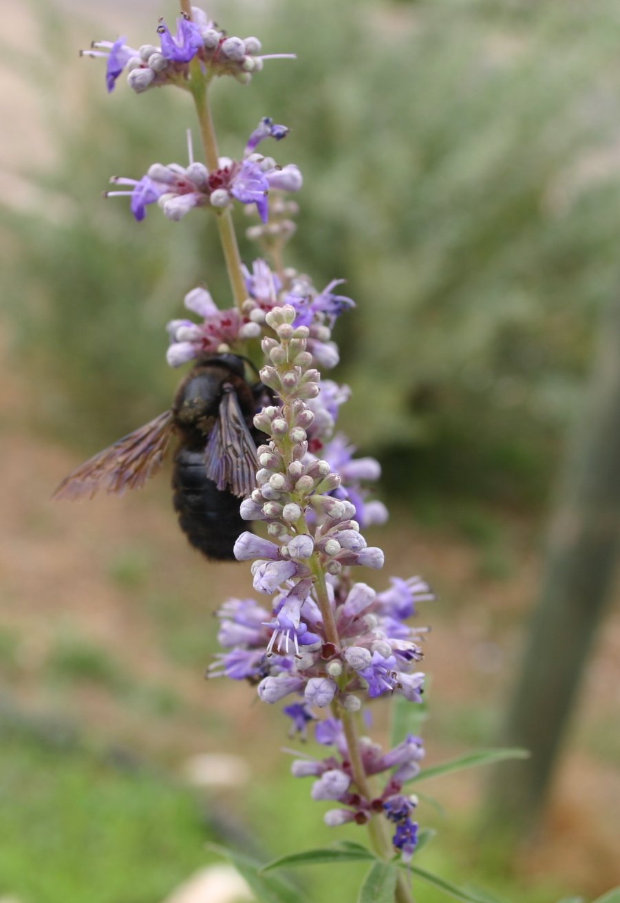 Lilac Chastetree photo 5