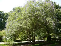 Lilac Chastetree
