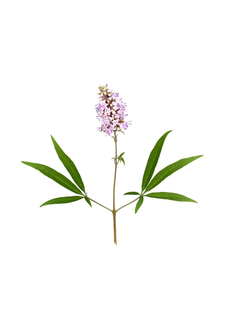 Lilac Chastetree photo 7