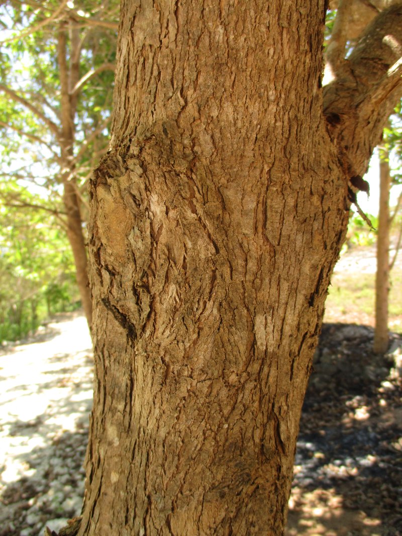 New Guinea Teak photo 6