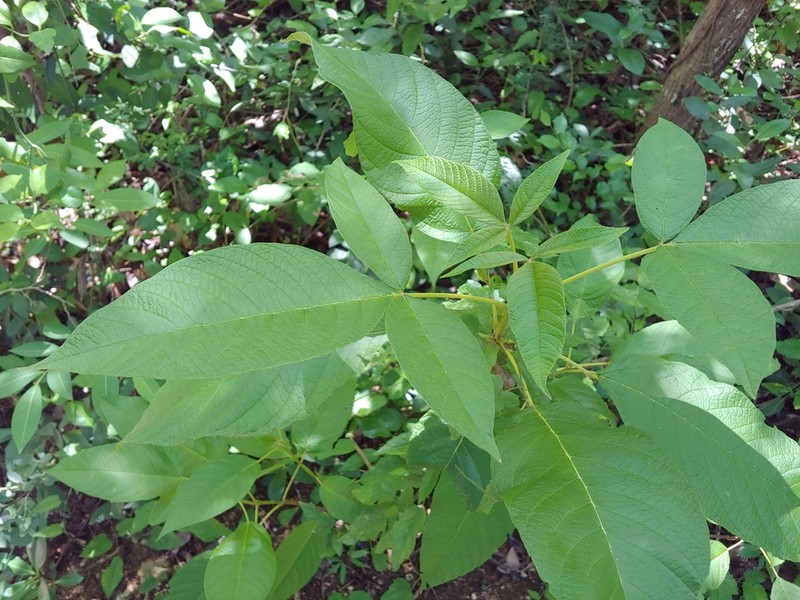 Higuerillo photo 2