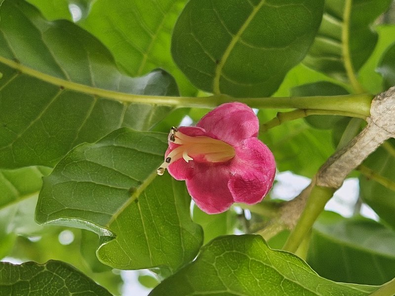Smooth Chastetree photo 5