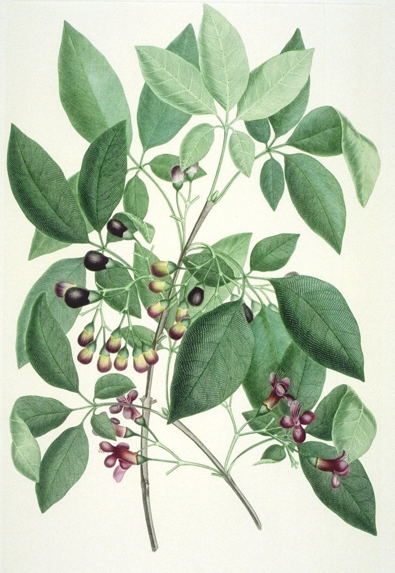 Smooth Chastetree photo 6