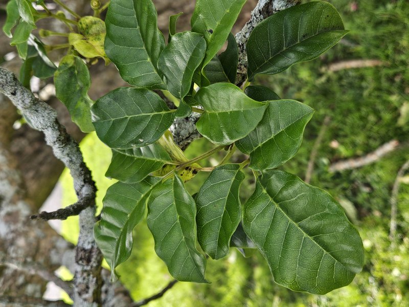 Smooth Chastetree photo 7