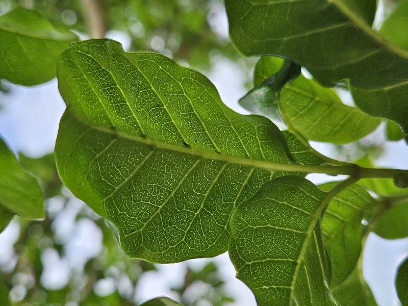 Smooth Chastetree photo 8