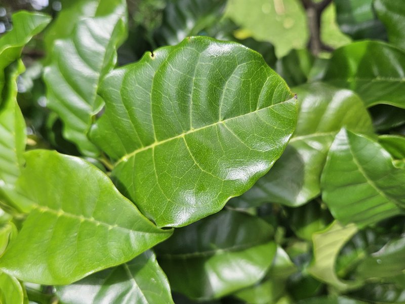 Smooth Chastetree photo 9