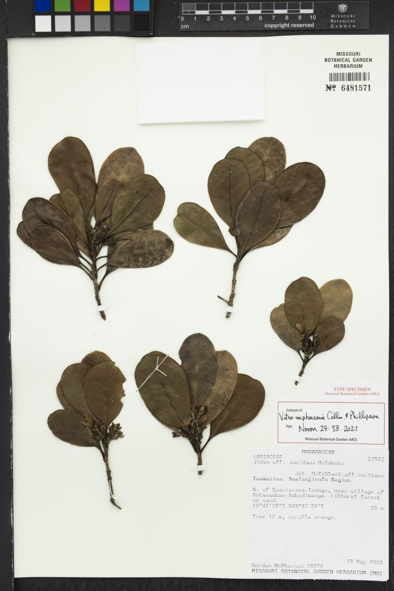 Vitex mcphersonii