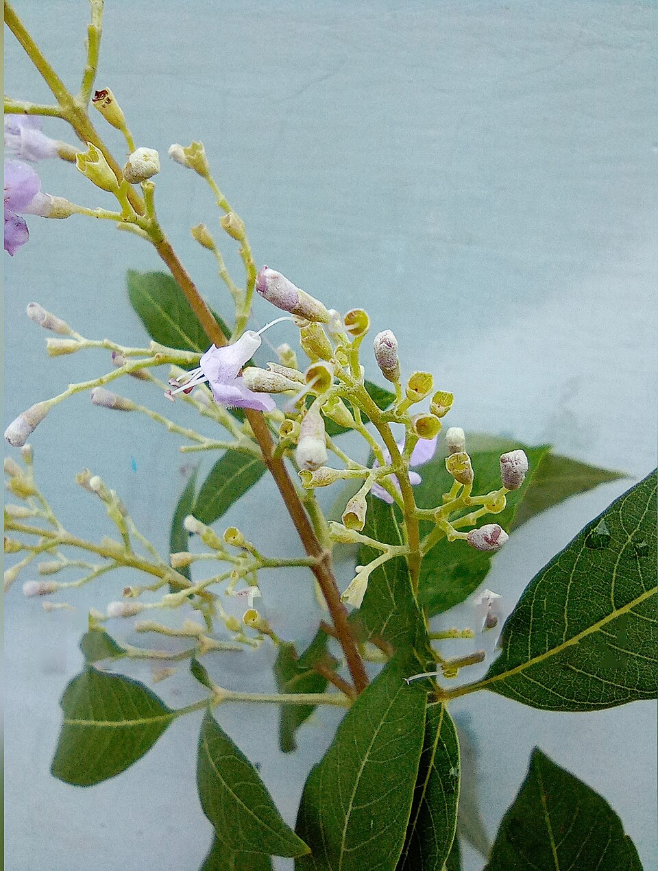 Chinese Chastetree photo 4