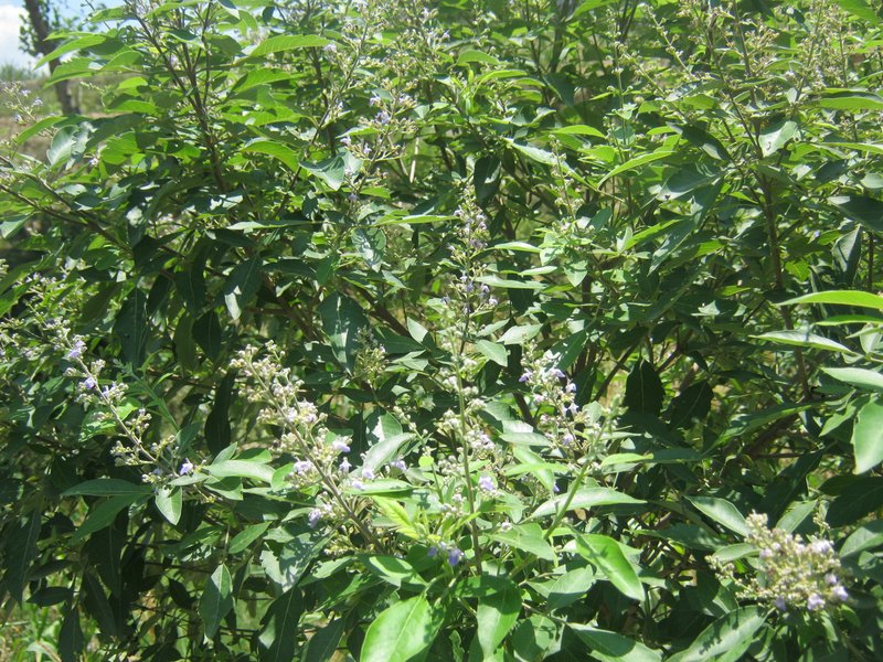 Chinese Chastetree photo 5