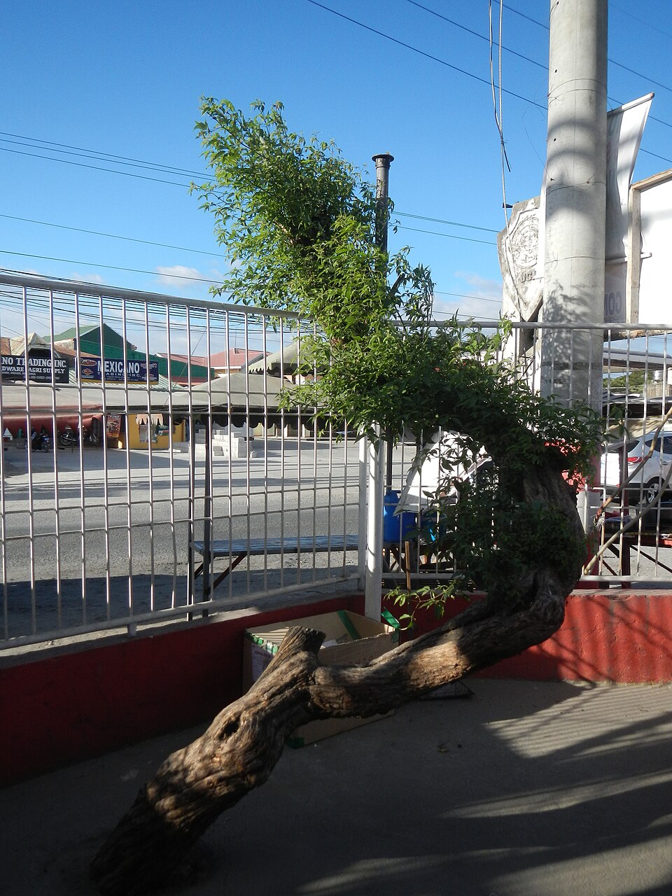 Chinese Chastetree photo 7