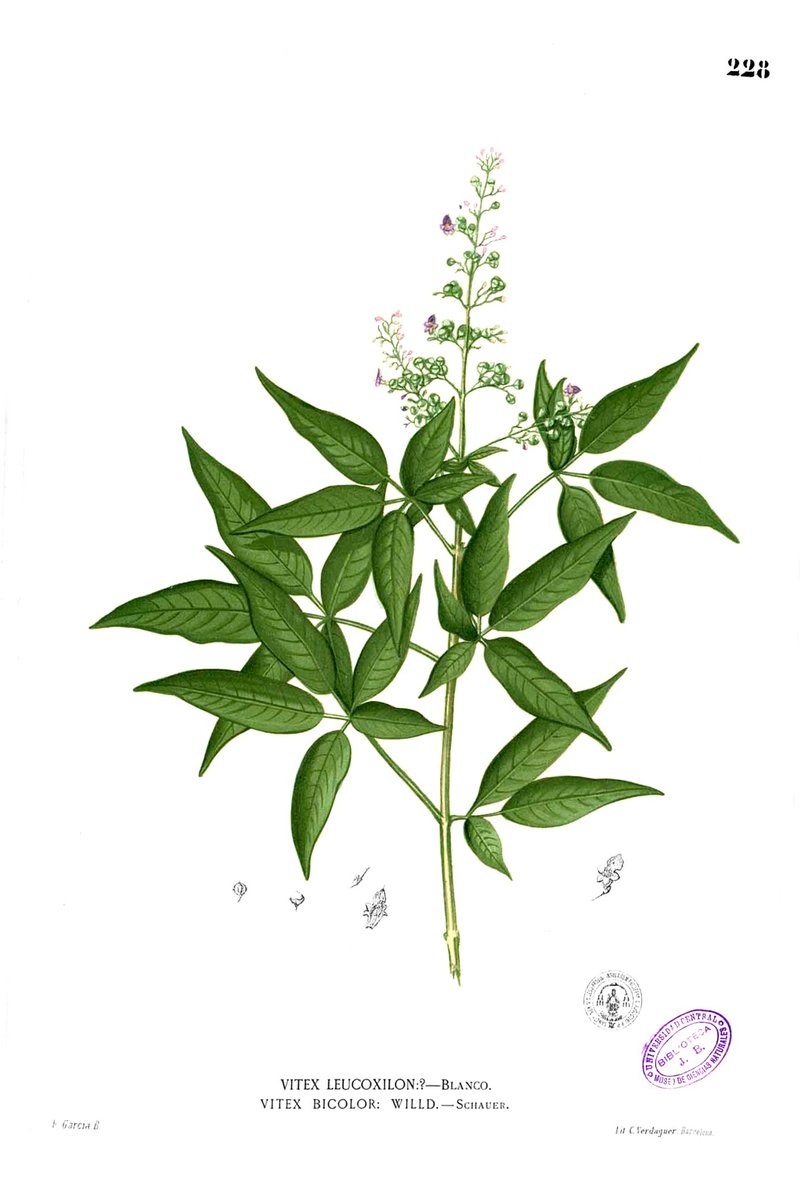 Chinese Chastetree photo 8