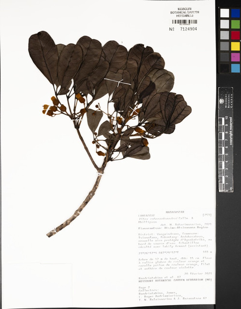 Vitex rabenantoandroi photo 2