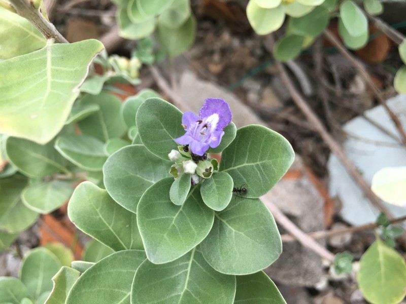 Roundleaf Chastetree photo 2