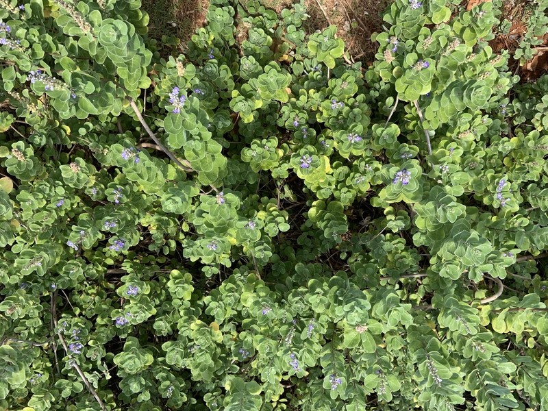 Roundleaf Chastetree photo 3