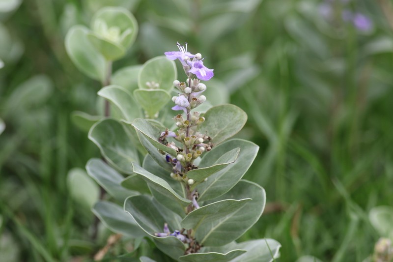 Roundleaf Chastetree photo 4