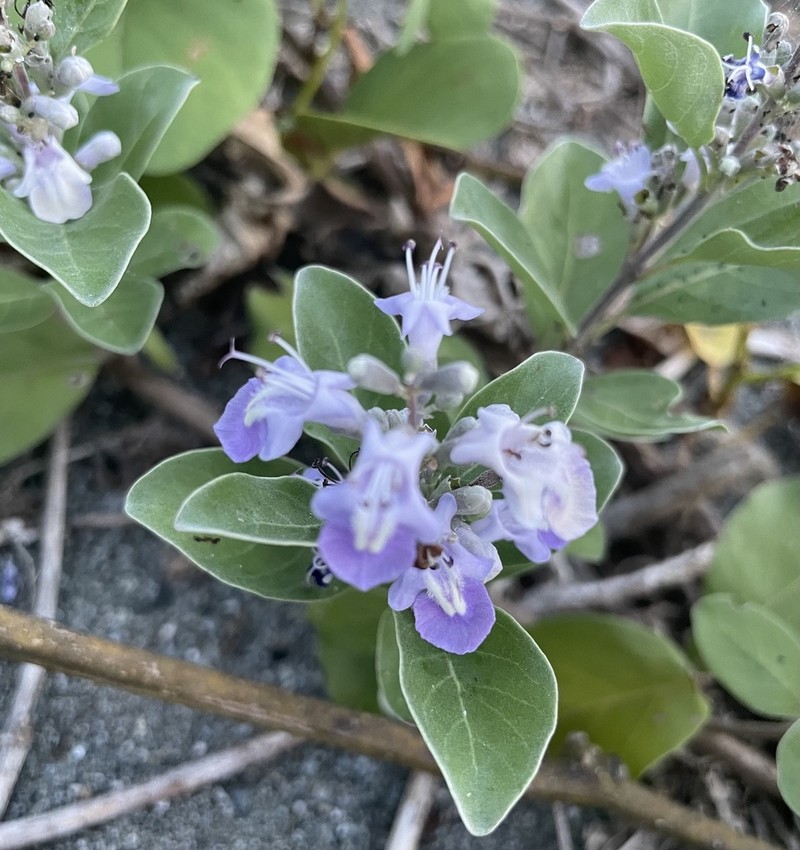 Roundleaf Chastetree photo 5
