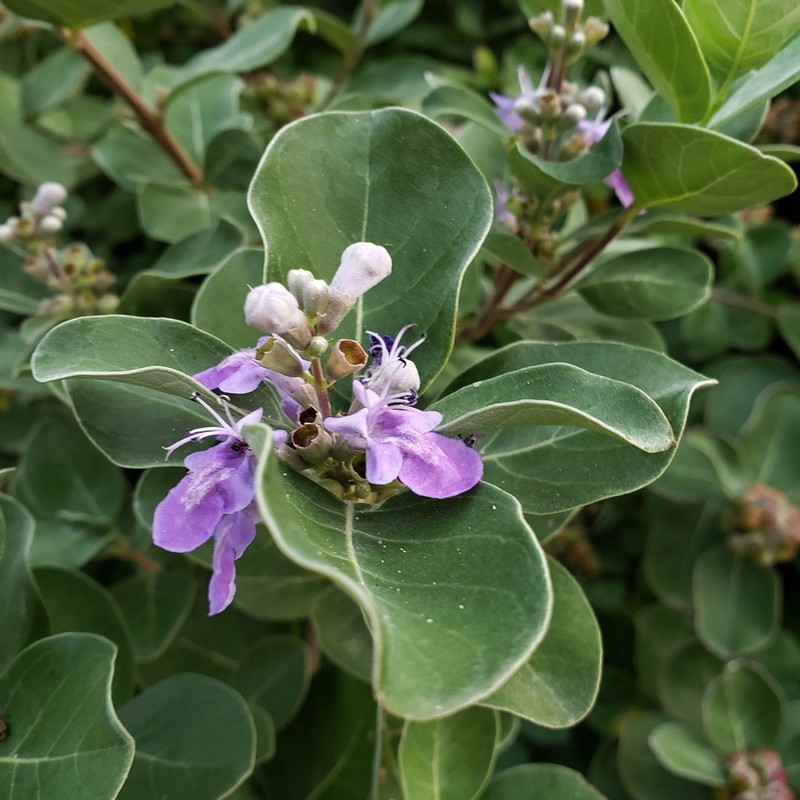 Roundleaf Chastetree photo 6
