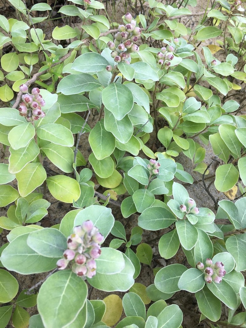 Roundleaf Chastetree photo 8