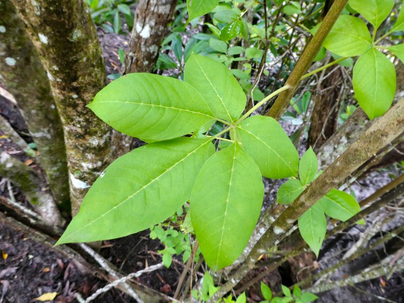 Simpleleaf Chastetree photo 8