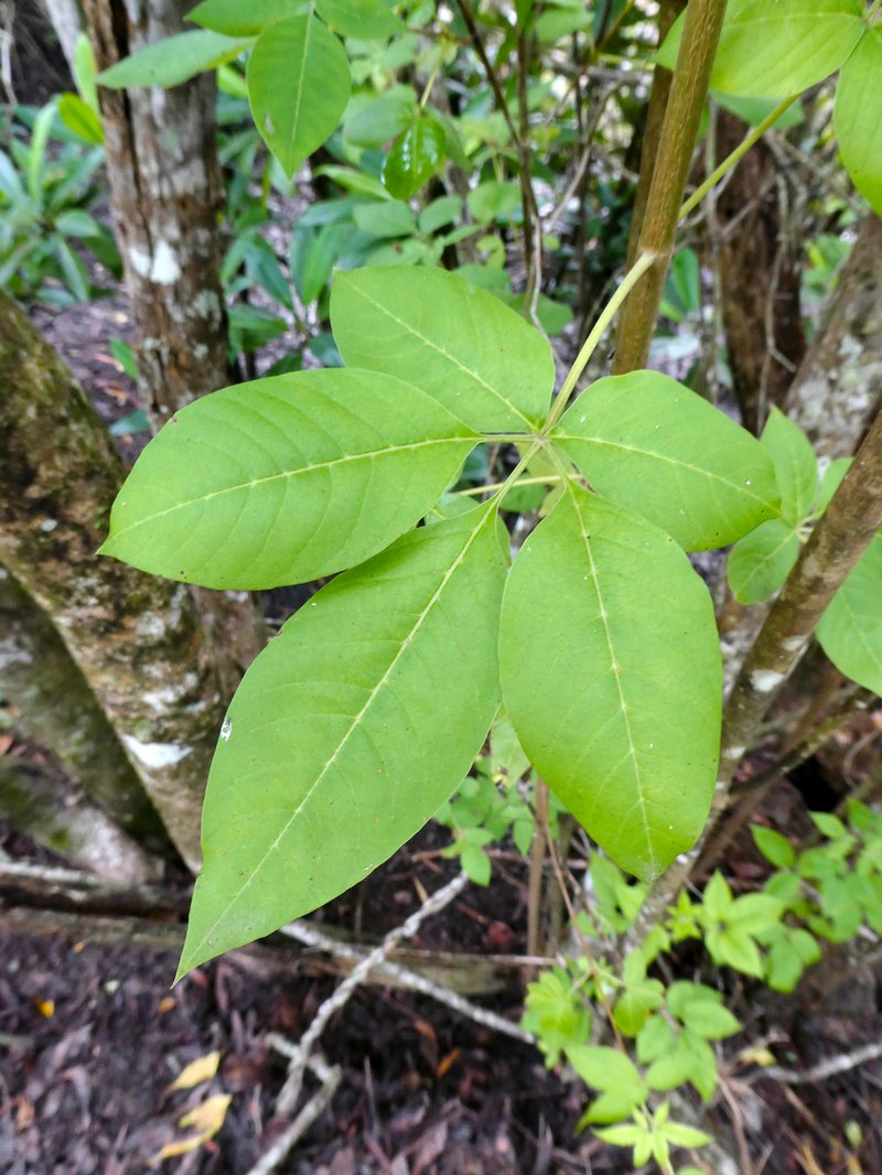Simpleleaf Chastetree photo 9
