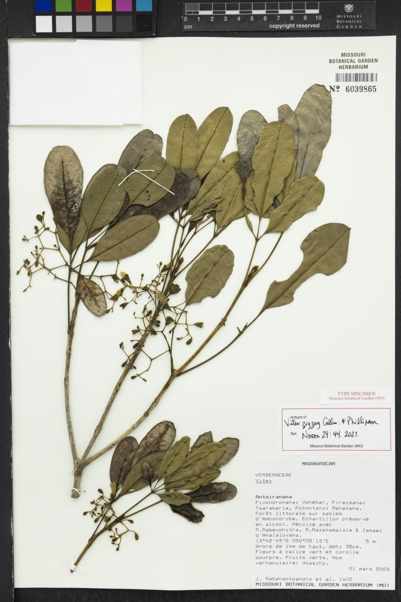 Vitex zigzag