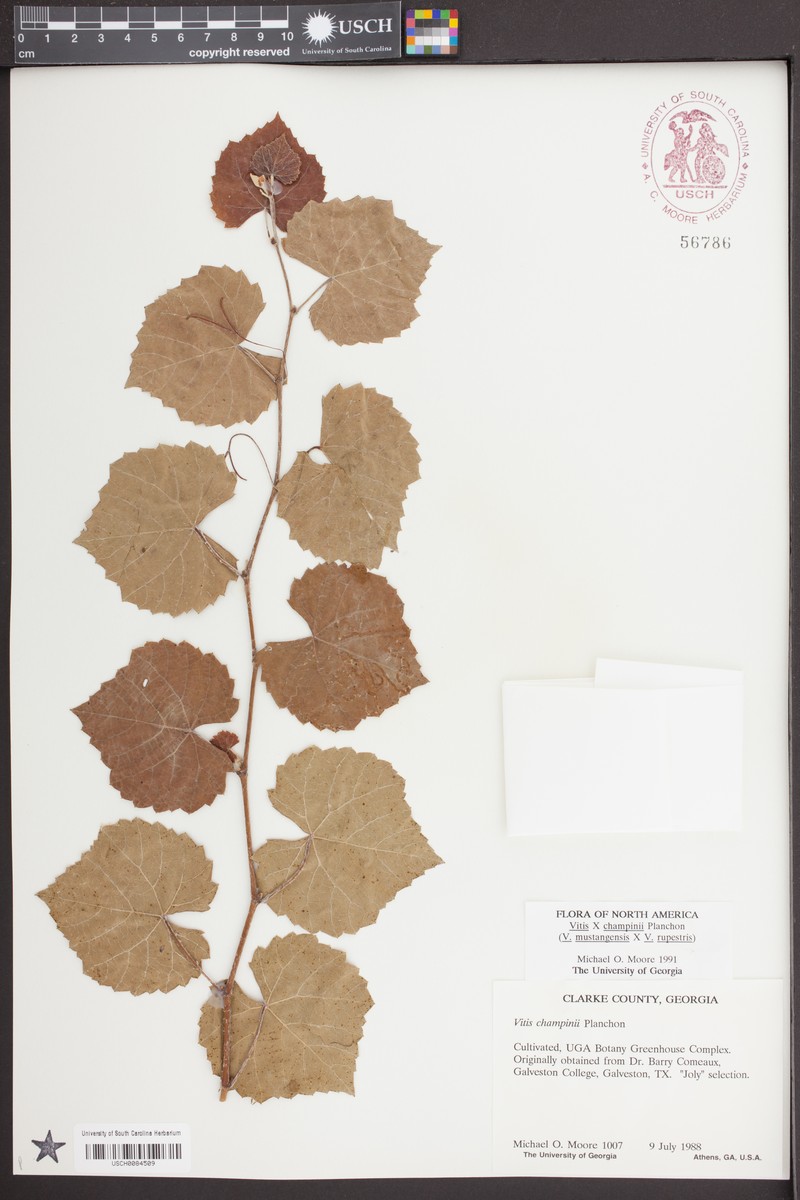 Champin's Grape photo 4