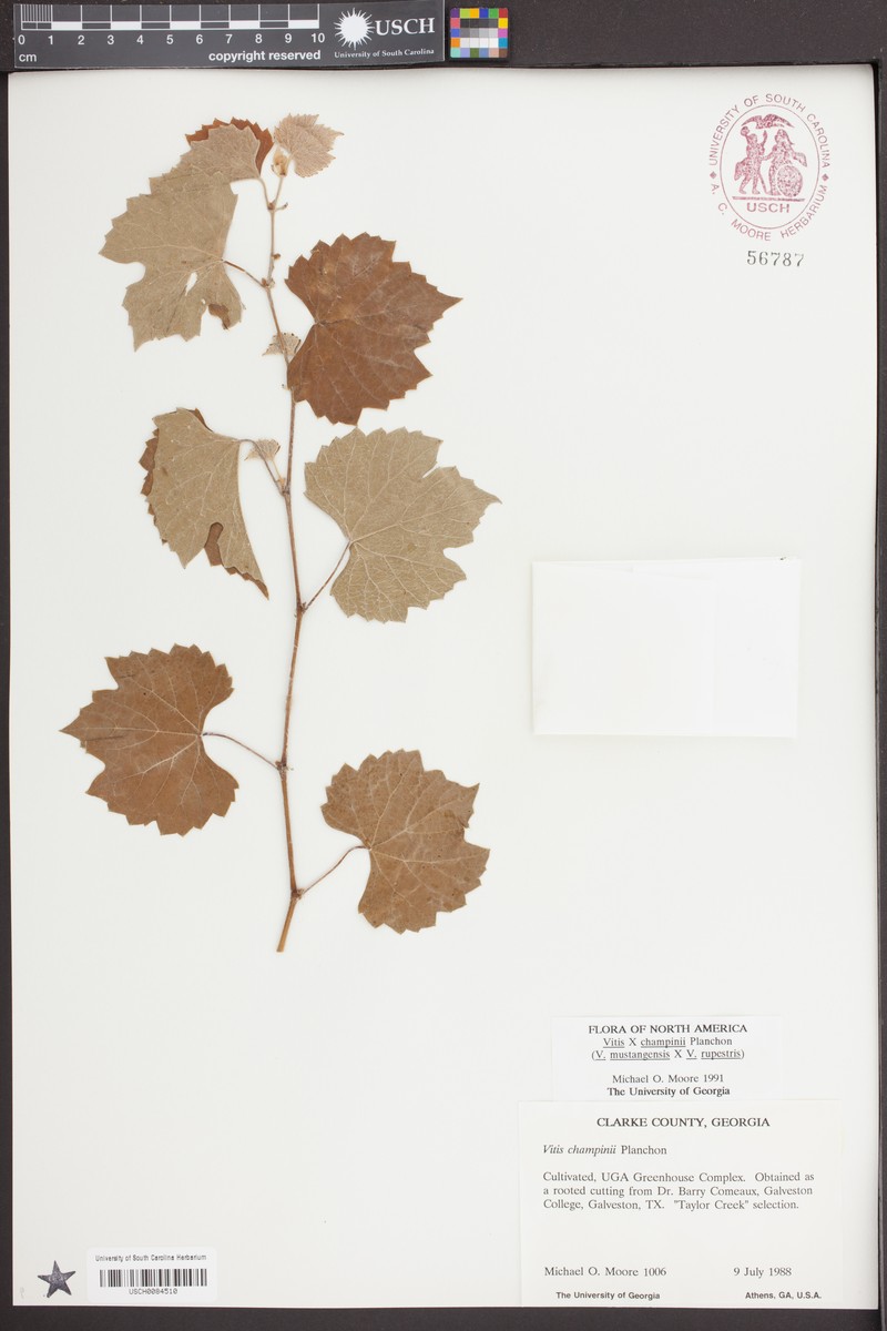 Champin's Grape photo 5