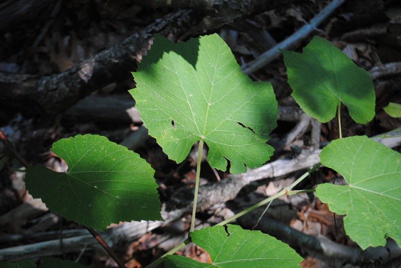 Pilgrim Grape photo 2