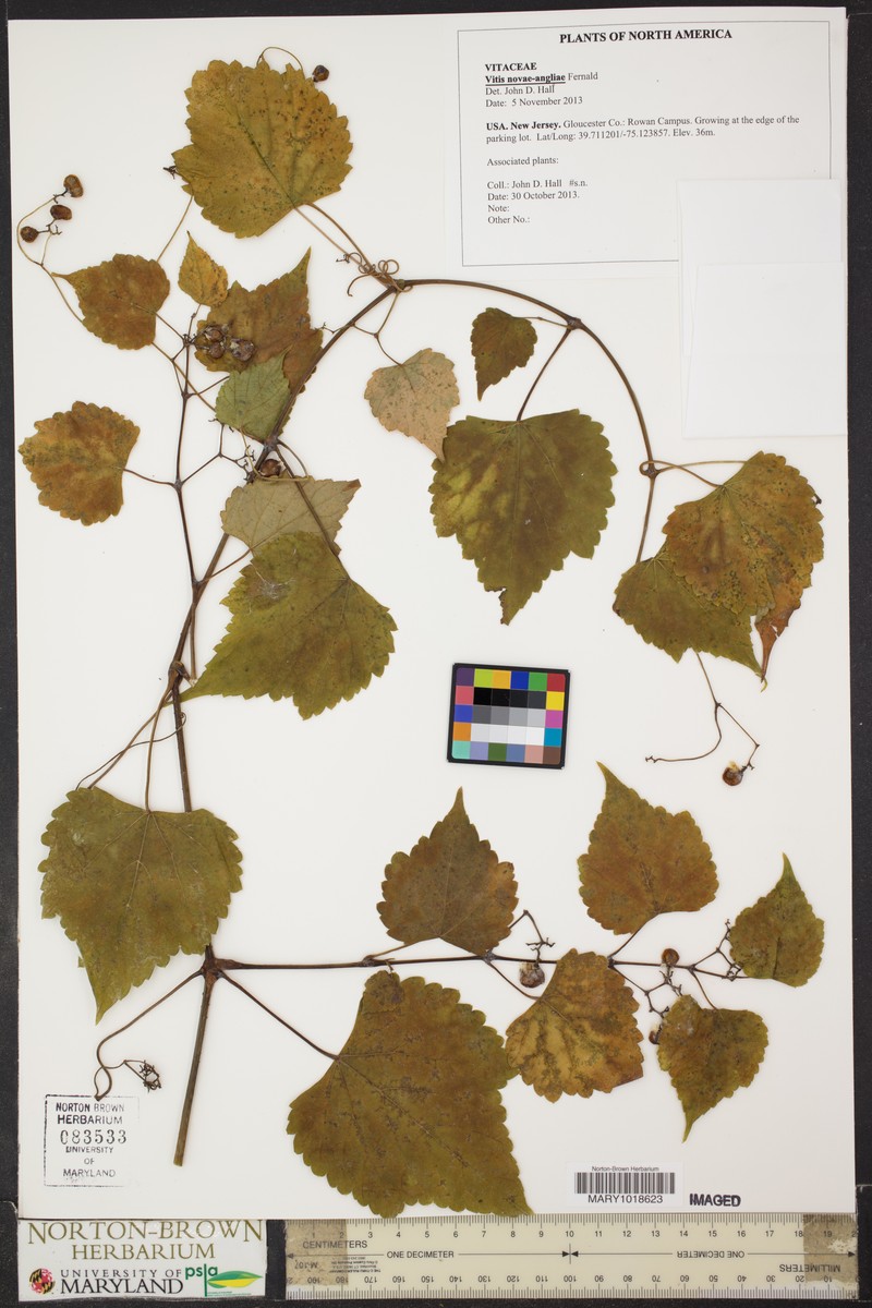 Pilgrim Grape photo 4