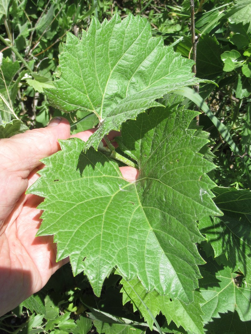 Mapleleaf Grape