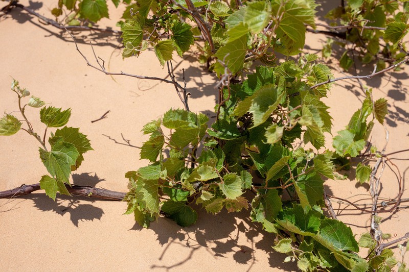 Mapleleaf Grape photo 2